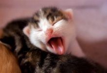 猫为什么喜欢钻瓶子？