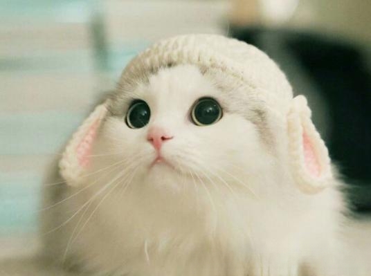 你正在和猫玩时它用嘴咬人是怎么回事?