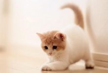 猫咪最胆小的表现？
