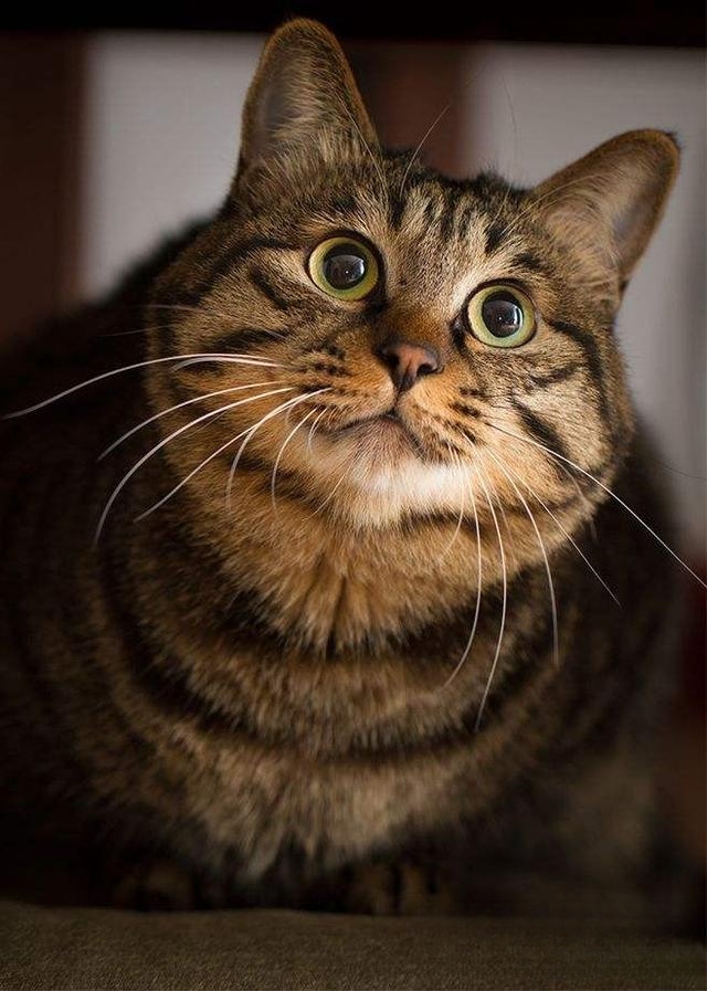 如果你养的小宠物:猫咪死了,怎么处理呢?-动物百科