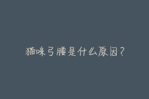 猫咪弓腰是什么原因?