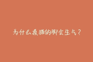 为什么摸猫的脚会生气?
