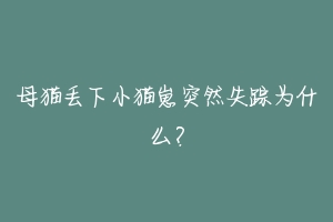 母猫丢下小猫崽突然失踪为什么?