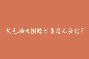 长毛猫咪围脖发黄怎么处理?