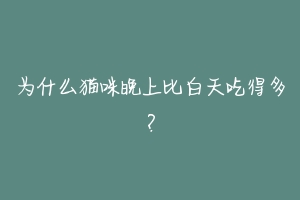 为什么猫咪晚上比白天吃得多?