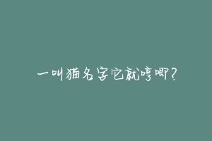 一叫猫名字它就哼唧?