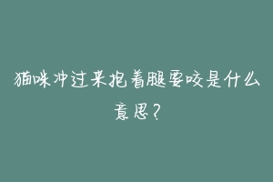 猫咪冲过来抱着腿要咬是什么意思?