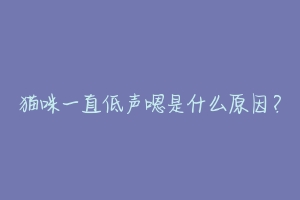 猫咪一直低声嗯是什么原因?