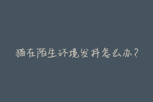 猫在陌生环境发抖怎么办?