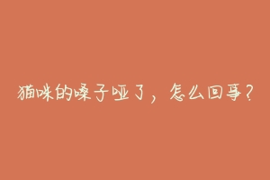 猫咪的嗓子哑了,怎么回事?