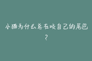 小猫为什么总在咬自己的尾巴?