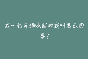 我一起床猫咪就对我叫怎么回事?