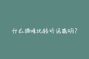 什么猫咪比较听话聪明?