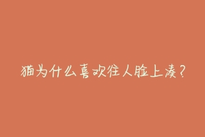 猫为什么喜欢往人脸上凑?