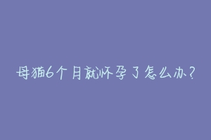 母猫6个月就怀孕了怎么办?