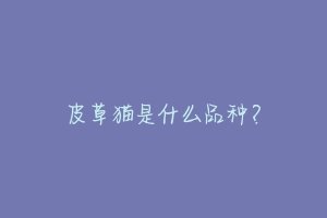 皮草猫是什么品种?