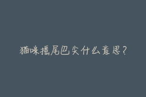 猫咪摇尾巴尖什么意思?