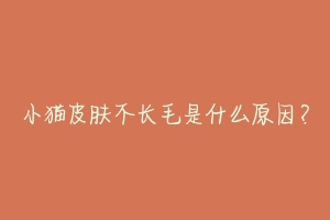 小猫皮肤不长毛是什么原因?