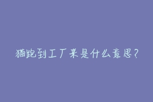 猫跑到工厂来是什么意思?