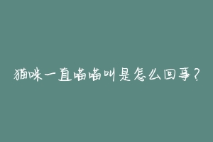 猫咪一直喵喵叫是怎么回事?