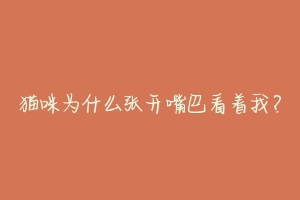 猫咪为什么张开嘴巴看着我?