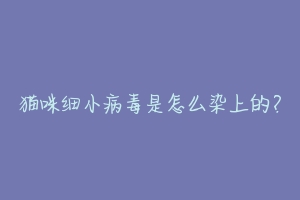 猫咪细小病毒是怎么染上的?