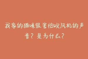 我家的猫咪很害怕吹风机的声音？是为什么？