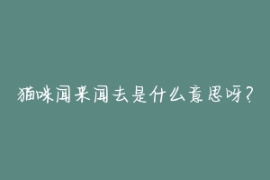猫咪闻来闻去是什么意思呀?