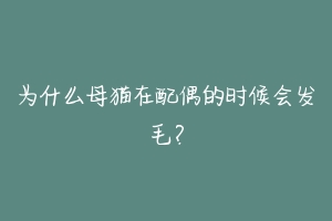 为什么母猫在配偶的时候会发毛?