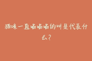猫咪一直喵喵喵的叫是代表什么?
