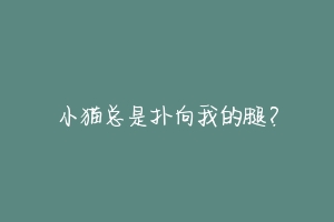 小猫总是扑向我的腿?