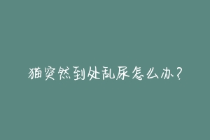 猫突然到处乱尿怎么办?