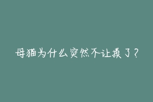 母猫为什么突然不让摸了?