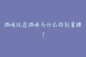 猫咪玩逗猫棒为什么特别暴躁？