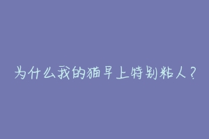 为什么我的猫早上特别粘人?