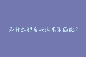 为什么猫喜欢追着东西跑?