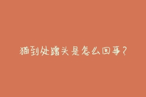 猫到处蹭头是怎么回事？