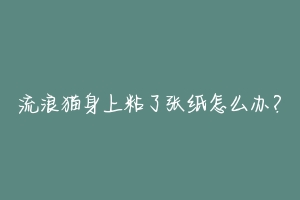 流浪猫身上粘了张纸怎么办?