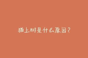 猫上树是什么原因?
