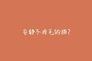 安静不掉毛的猫？