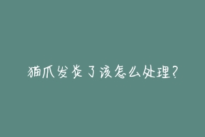 猫爪发炎了该怎么处理?