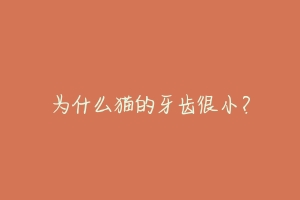 为什么猫的牙齿很小?