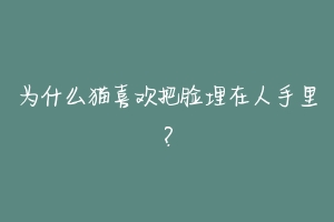 为什么猫喜欢把脸埋在人手里?
