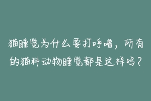 猫睡觉为什么要打呼噜,所有的猫科动物睡觉都是这样吗?