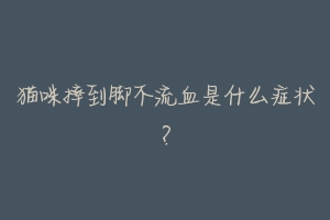 猫咪摔到脚不流血是什么症状?