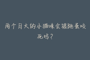 两个月大的小猫咪会被跳蚤咬死吗?