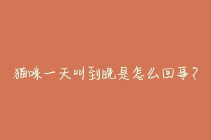 猫咪一天叫到晚是怎么回事?