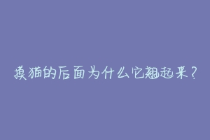 摸猫的后面为什么它翘起来?