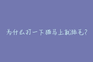 为什么打一下猫马上就舔毛?