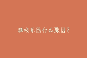 猫咬东西什么原因?